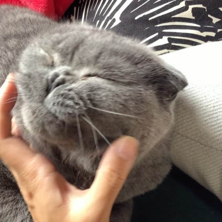 のインスタグラム：「Such a tough life being a cat. 🐈 #dream #catlifestyle」