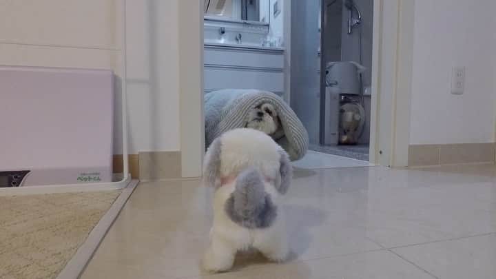 水嶋はちのインスタグラム：「Wear a helmet🐶⛑ * * ボクはちょっぴり怖いときはお布団を被ります🐶😆😆 * * #はち #HACHI #シーズー大好き部 #ボクとシーちゃん #シーちゃん苦手」