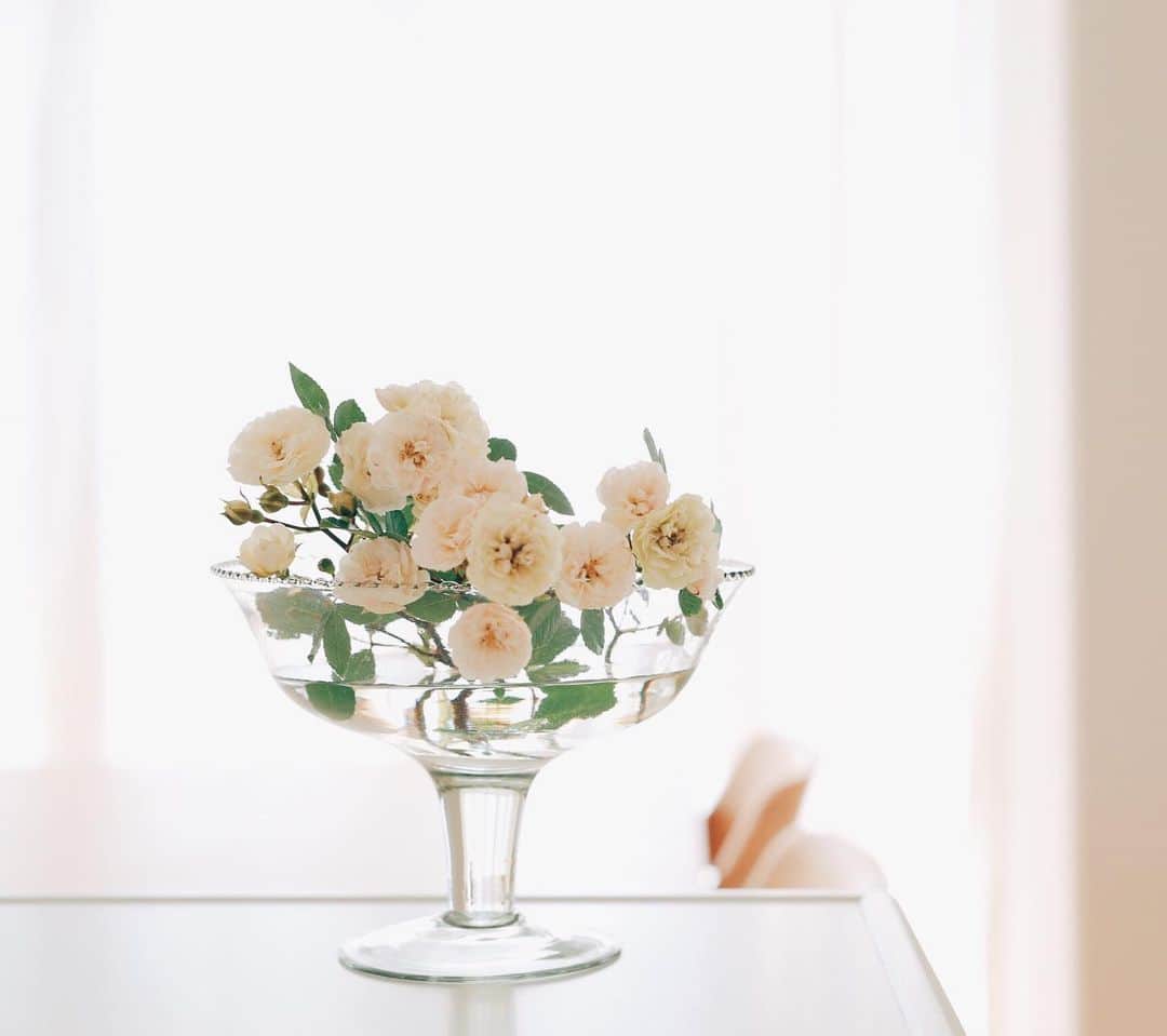 Rihoのインスタグラム：「Rose ＊ ＊ 毎日 暗い雰囲気の世の中だけど 綺麗な花を見ると 気持ちが少しだけ安らぐ」