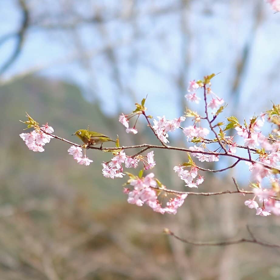 奈良 長谷寺 / nara hasederaのグルメインスタ