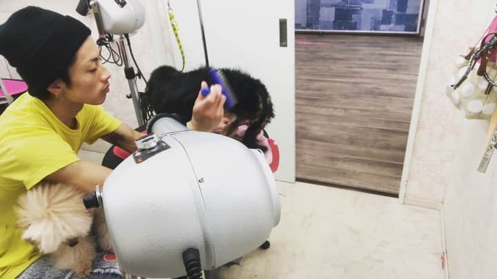 のインスタグラム：「﻿ ﻿ 膝に乗って﻿ 愛犬もブローのお手伝い😉﻿ ﻿ ﻿ ﻿ ﻿ ドッグビューティーサロンELLE ﻿ 06-6431-3838﻿ ﻿ ■■■■■■■■■■■■■■■■■■■﻿ 🌟YouTubeはじました🌟　﻿ プロフィールリンクから見てみてください😉 ﻿ ■■■■■■■■■■■■■■■■■■■﻿ ﻿ #トリマー #trimmer #グルーマー #instadog #dogstagram #슈나우저 #トリミング #ブレちゃん #BOKUMO取扱店 #훈육미용　#긍정미용사  #훈육미용사 #긍정미용사 #훈육미용사 #남자애견미용사 #애견미용사 #애견미용 #펫스타일리스트 #강아지미용  #petgrooming #doggrooming﻿」