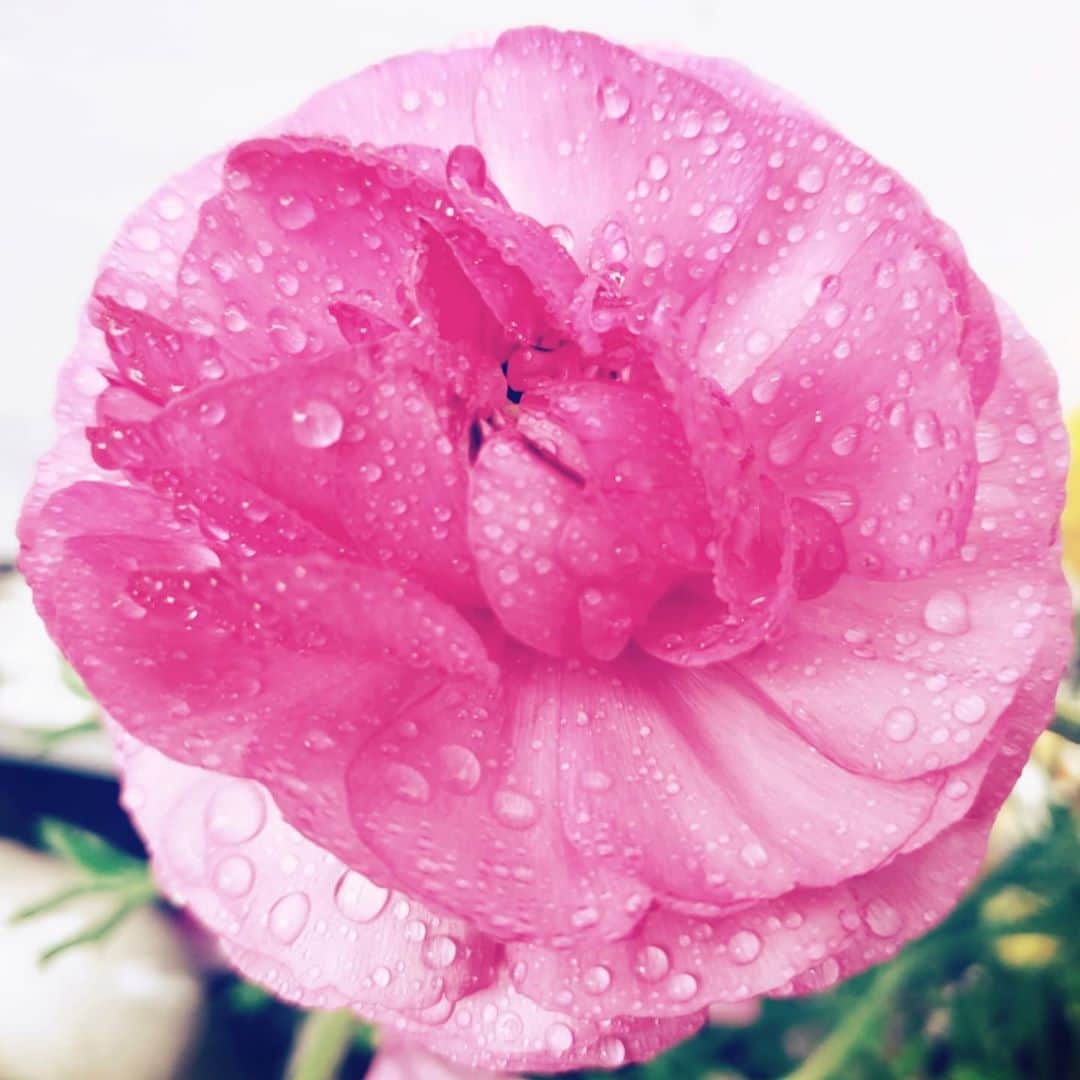 西真理子さんのインスタグラム写真 - (西真理子Instagram)「【雨と花びら】  どんなに吹かれ どんなに揺さぶれても。  芯はしっかりしてる。 弾き飛ばせば実となるょ。  何度でも何度でも立ち向かう。  花びらが落ちる限界までは。  #rainyday #rananculus #pink  #flowerstagram  #poem  #wayoflife  #notlose」3月10日 18時42分 - mari.nishi.7