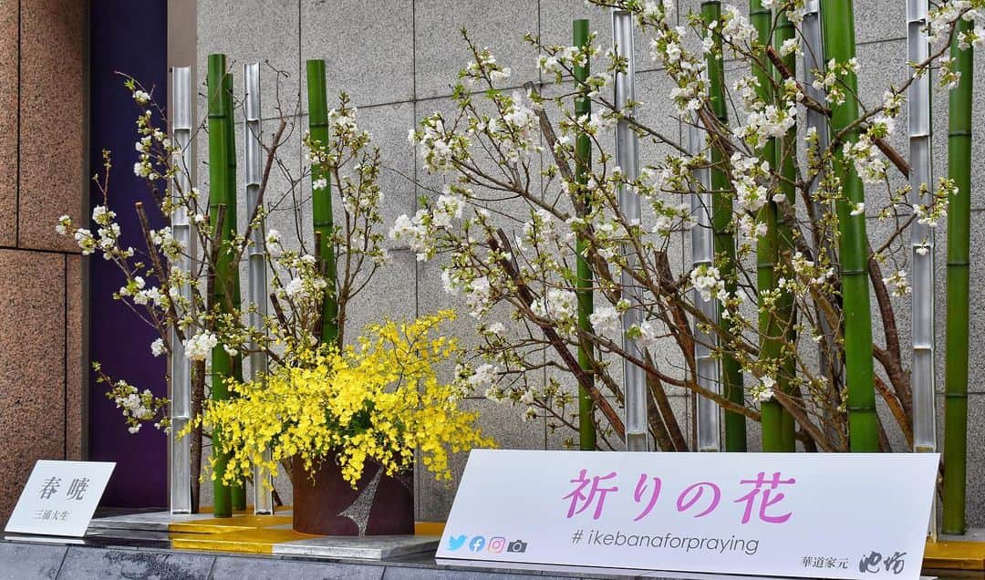 いけばな池坊さんのインスタグラム写真 - (いけばな池坊Instagram)「京都・池坊会館の烏丸ステージに三浦大生研究員の大作自由花「祈りの花」がいけられています。 新型コロナウィルスの影響により、様々なイベントやお花見の自粛要請がなされ、気持ちが沈みがちになる中、桜の花を見て、春への喜びや希望を持っていただきたい、また、1日も早い事態の収束を願っていけられたものです。 展示は3月21日まで。  #祈りの花 #ikebanaforpraying #春 #希望 #桜 #竹 #オンシジウム #生け花 #ikebana #flowers #池坊 #ikenobo #華道 #京都 #kyoto」3月10日 18時53分 - ikenobo550