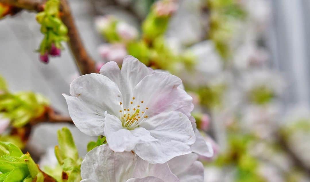 いけばな池坊さんのインスタグラム写真 - (いけばな池坊Instagram)「京都・池坊会館の烏丸ステージに三浦大生研究員の大作自由花「祈りの花」がいけられています。 新型コロナウィルスの影響により、様々なイベントやお花見の自粛要請がなされ、気持ちが沈みがちになる中、桜の花を見て、春への喜びや希望を持っていただきたい、また、1日も早い事態の収束を願っていけられたものです。 展示は3月21日まで。  #祈りの花 #ikebanaforpraying #春 #希望 #桜 #竹 #オンシジウム #生け花 #ikebana #flowers #池坊 #ikenobo #華道 #京都 #kyoto」3月10日 18時53分 - ikenobo550