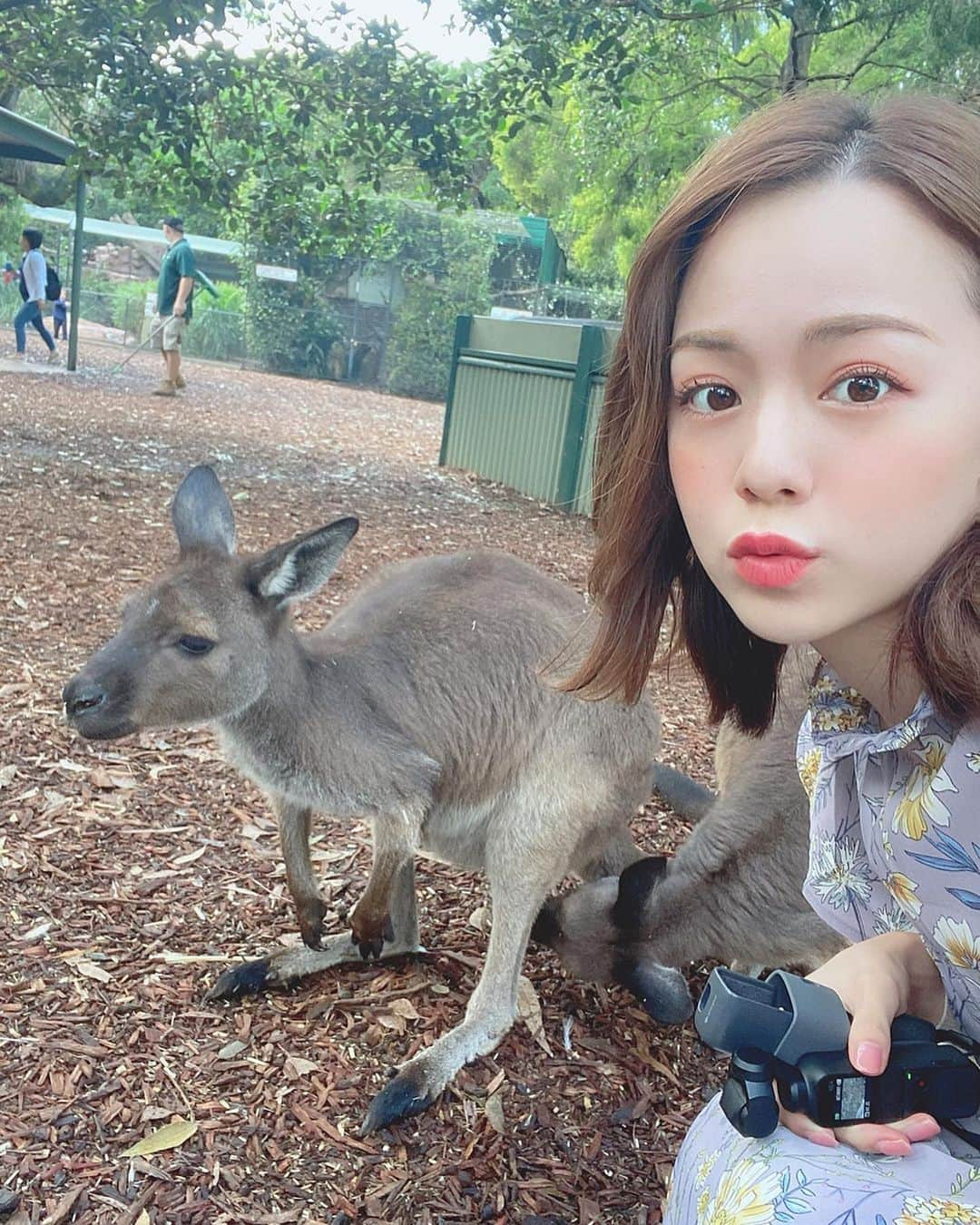 黒田真友香さんのインスタグラム写真 - (黒田真友香Instagram)「初オーストラリアに来てます🇦🇺 今日はシドニーからブルーマウンテンをみに行ってきました⛰💓 ・ ・ iPhoneのヘルスケアを見たら2万歩も歩いてたんだけど、笑　久しぶりに大自然の中をハイキングしてすごくスッキリ🥺✨ ・ ・ 途中立ち寄った動物公園では カンガルーとも写真撮れたし大満足☺️笑  コーディネートは ✔︎ワンピース　@yumetenbo_official ・ ✔︎スニーカー　@pumajapan ・ ・ シドニーの気温について質問が多かったんだけど、思ってたよりも寒いです🥶  朝、夜は上着必須で 昼間でも日陰に入ると寒い😭笑  写真では脱いでるけどカーディガンが手放せませんでした😂✨ けど日本でいう春秋くらいの気温なので、とっても過ごしやすいです🌸  #colourfultrips #expandyourhorizons#yhaoz#旅まゆか#旅まゆか_オーストラリア」3月10日 19時44分 - kurodamayukaxx