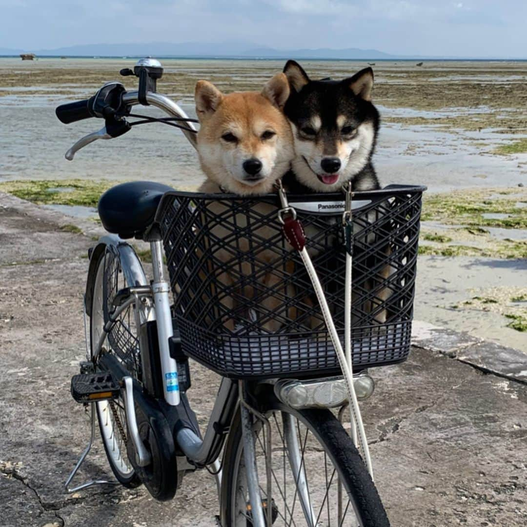 豆柴なつ&ふゆさんのインスタグラム写真 - (豆柴なつ&ふゆInstagram)「Island hopping by bicycle🚲😆‼️ 自転車で離島巡り🚲😆‼️ #旅行 #trip #石垣島旅行 #犬連れ旅行 #離島巡り #黒島 #竹富島 #bicycle #自転車 #わんダフォ #shibamania  #柴犬ライフ#pecoいぬ部 #shiba_snap  #instashiba#cutedogs  #柴犬#shiba #shibainu #shibastagram #いぬすたぐらむ #pecoいぬ部 #犬バカ部 #shibainumag_feature #instafollow #dogoftheday  #🐕📷 #theshibasociety  #柴#proudshibas  #柴犬マニア」3月10日 20時55分 - mameshiba.natsuinu56