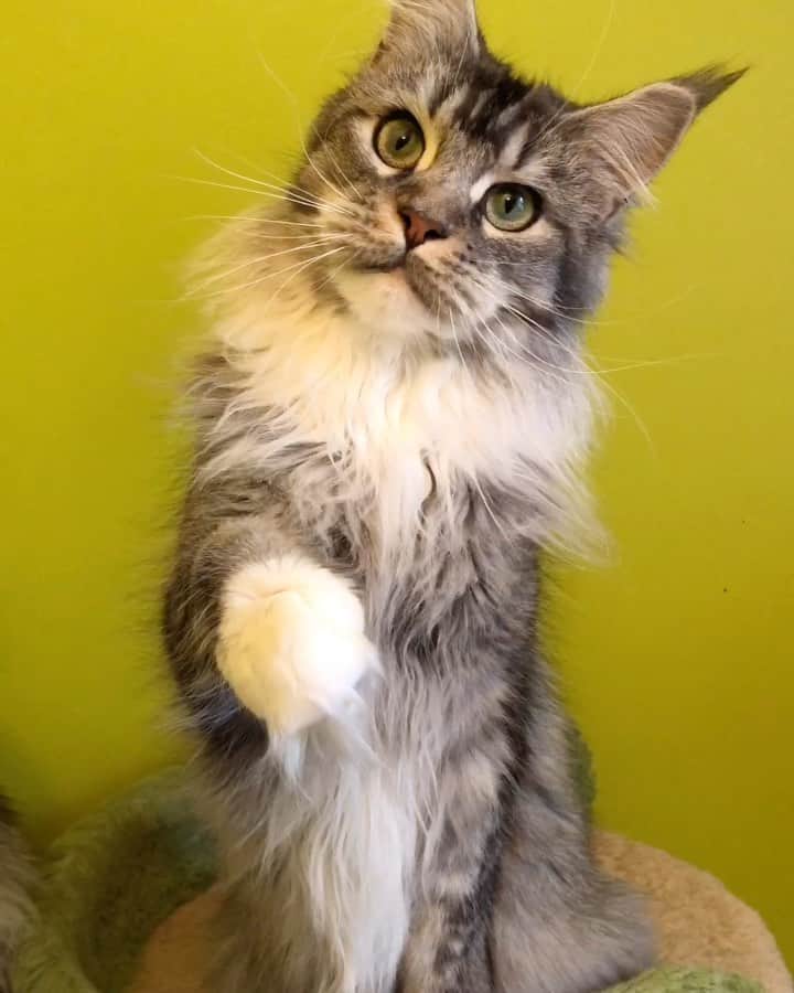 のインスタグラム：「Красавица 😻и умница🤓 Джема❤️✨🐾❤️🐯」