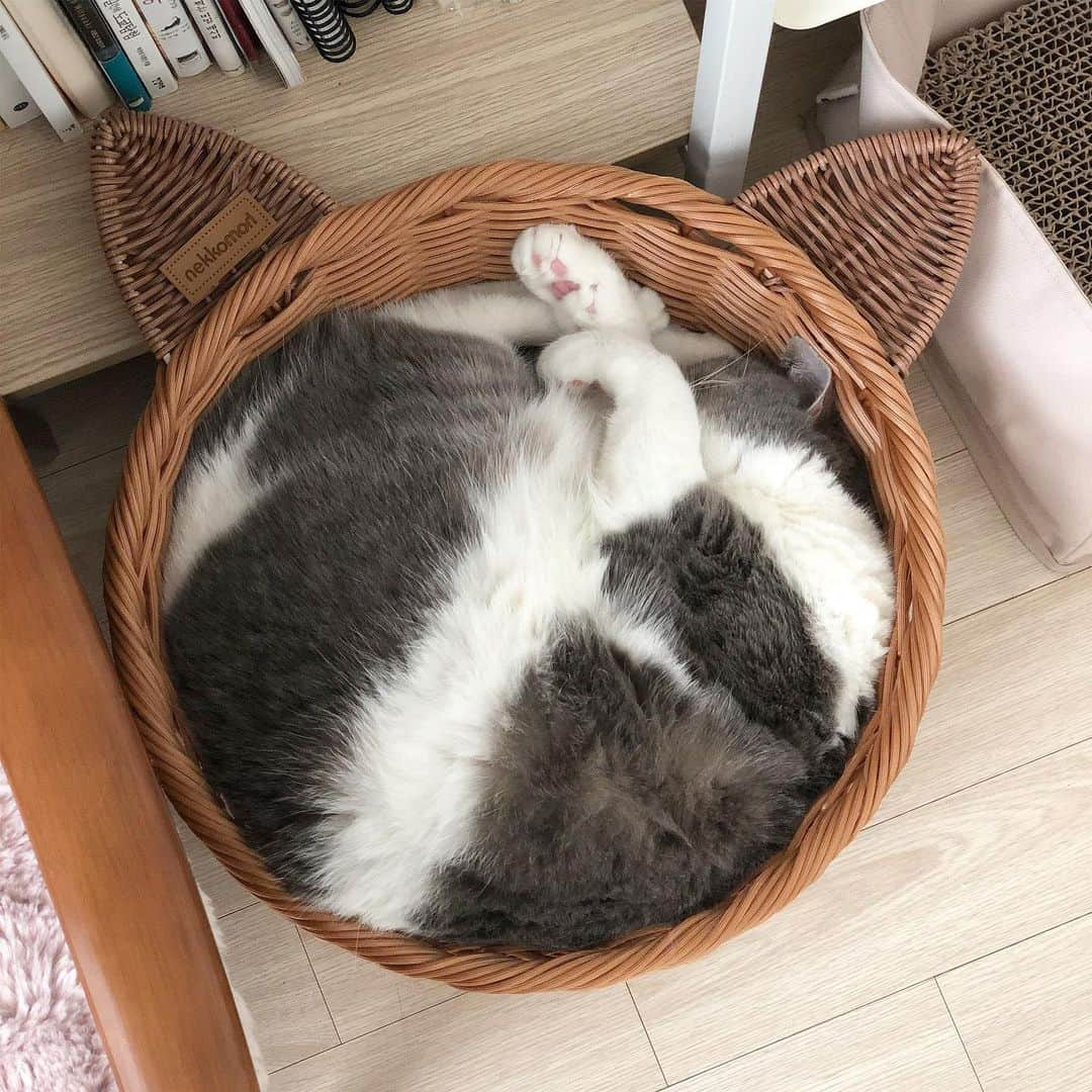 ギモさんのインスタグラム写真 - (ギモInstagram)「빈틈없이 채운 바구니💗 #cat #sio #액체시오 #꽉찼시오」3月10日 21時11分 - 1room1cat