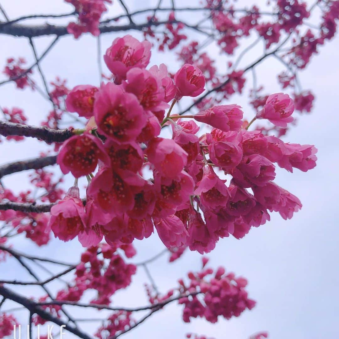 純名里沙さんのインスタグラム写真 - (純名里沙Instagram)「この色、大好きなんです✨ なんとも言えない美しい色。 ・ 今日はこの秋の打ち合わせをしていました🎼 なんの躊躇いもなく、演奏会ができる日が一日も早く来ます様に。。 ・ #大好きな色 #お花 #flowers」3月10日 21時15分 - risajunna3158