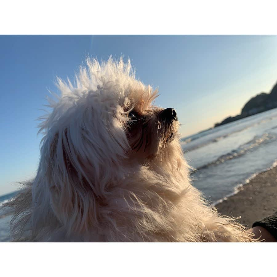 福田琴美さんのインスタグラム写真 - (福田琴美Instagram)「大好きな虎鉄と風太🐶♡ 初めての海楽しかったね！ 色んなところ一緒に行こうね🐶♡ . . . #女優 #グラビア #グラドル  #グラドル自画撮り部 #撮影 #サロモ  #撮影モデル #水着女子 #えちえち #ビジョフォ  #girl #インスタグラビア #美女図鑑 #ビジョビ  #sexy #東京lily #水着ギャル  #撮影会 #水着 #沖縄  #lineライブ #イメージdvd #10秒グラビア  #ライブ配信  #イメージビデオ #オーディション  #チワプー #チワマル #愛犬」3月10日 21時19分 - kotomi_fukuda