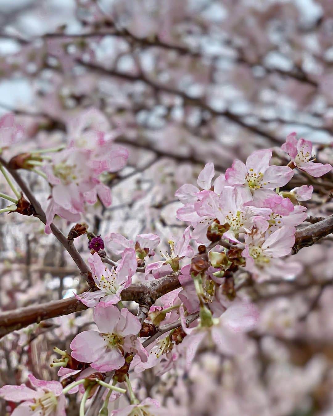 Yukicoさんのインスタグラム写真 - (YukicoInstagram)「𓇠𓇢𓇡 𓆸𓆸  春のお届け🍃🌸🍃🌸🍃 今日は大阪で見つけたよ ・ ・ なんばウォークで桜がみれます🌸 ‥‥‥‥‥‥‥‥‥‥‥‥‥‥‥‥‥‥‥‥‥‥‥‥‥‥‥‥‥‥‥‥‥#storyofmylife#flowers#flowerporn#flowerslovers#flowerstyles#floweroflife#flower_perfection#flowerstagram#flowerporn#still_life_gallery#floweroftheday#littlethings#livethelittlethings#tv_living#f52grams#f52home#gatheringslikethese#feedfeed#simplepleasures#momentslikethese#blooms#flowertalking#bouquet#bouquets#kyoto#kyotosightseeing#cherryblossoms#さくら#花のある暮らし#なんばウォーク」3月10日 21時33分 - yukicolifecom