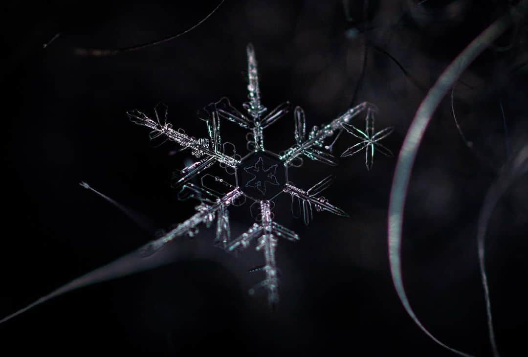 アンジー・ペインさんのインスタグラム写真 - (アンジー・ペインInstagram)「Snowflake from 3 angles. It’s amazing what a difference a subtle shift in the angle of light makes when viewing these insane little flecks of beauty. • • • #macro #macrophotography」3月10日 23時04分 - angelajpayne