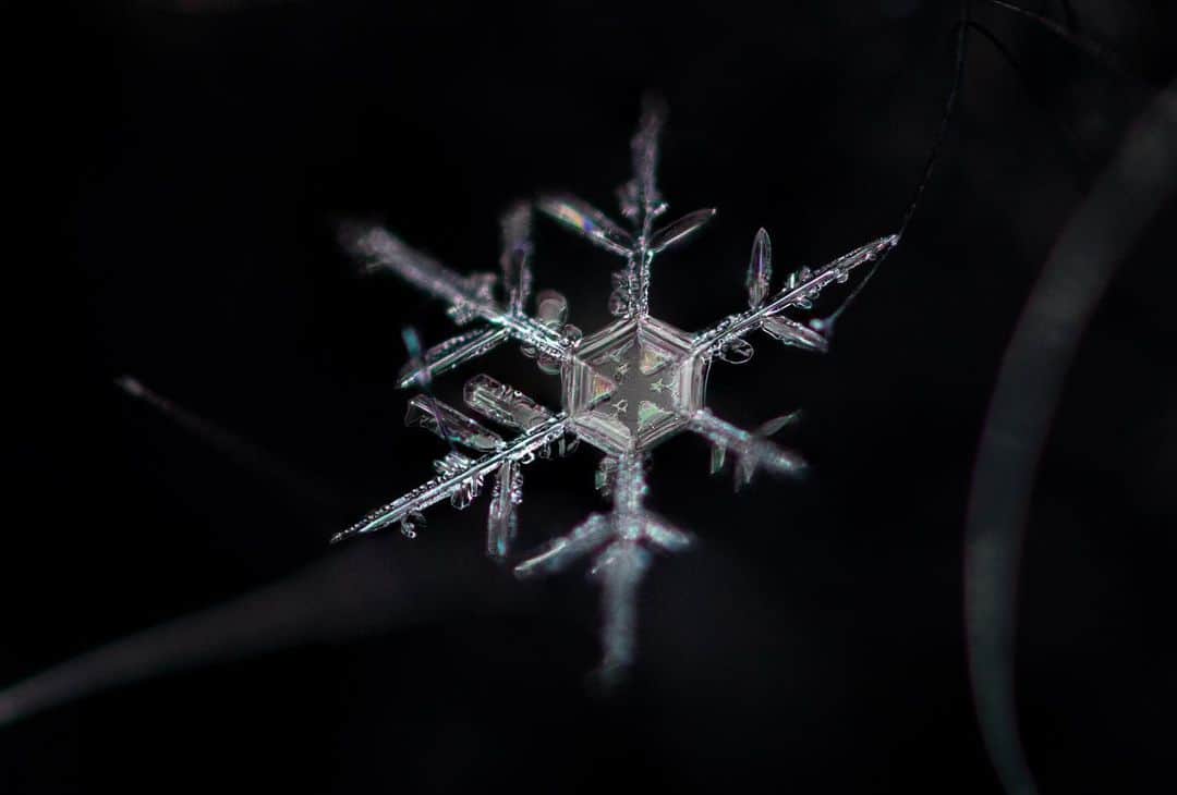 アンジー・ペインのインスタグラム：「Snowflake from 3 angles. It’s amazing what a difference a subtle shift in the angle of light makes when viewing these insane little flecks of beauty. • • • #macro #macrophotography」
