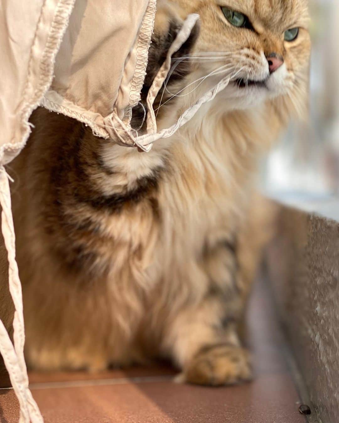 スー・チーさんのインスタグラム写真 - (スー・チーInstagram)「牙線😊😊😊#cats」3月10日 23時44分 - sqwhat