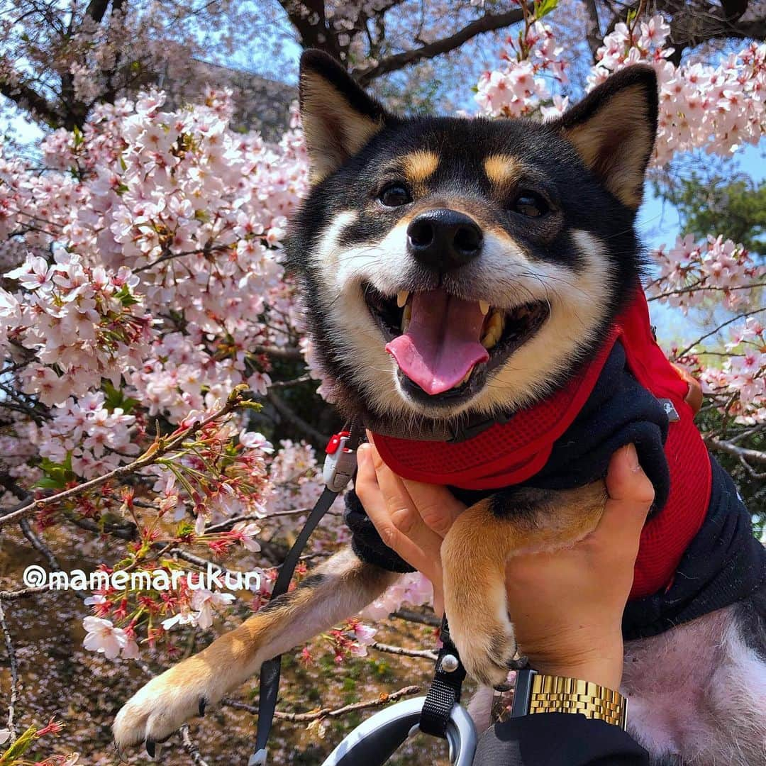 まめ丸さんのインスタグラム写真 - (まめ丸Instagram)「* * ことしも桜🌸 みにいきたいなー🐶💓 * spring🐶🌸🌸🌸 * #花よりだんごだけど桜はすき🐶🌸 #これは去年のやつ #柴犬と桜ってさいこう🐕🌸 * #柴犬#豆柴#柴#黒柴#犬#しばいぬ#shiba#shibainu#shibastagram#shibadog#shibapuppy#puppy#instadog#dogstagram#dog#pet#petstagram#adorable#dailyfluff#weeklyfluff#cherryblossom#sakura#桜#さくら#柴犬と桜#まめ丸と桜」3月11日 0時08分 - mamemarukun