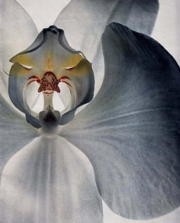 ホルストンのインスタグラム：「#Orchid by #IrvingPenn for Vogue, 1970.」
