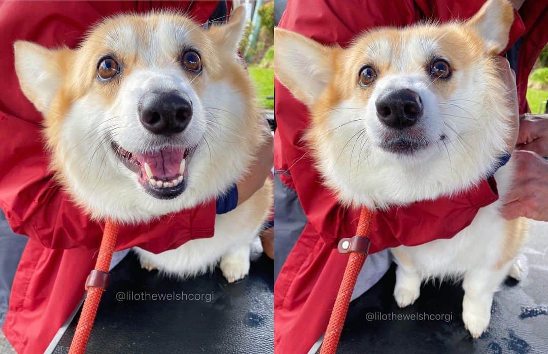 Liloさんのインスタグラム写真 - (LiloInstagram)「flipped like a switch... before and after getting a booster shot woof 😨 I can’t be the only one that hates shots too woof?!」3月11日 10時44分 - lilothewelshcorgi