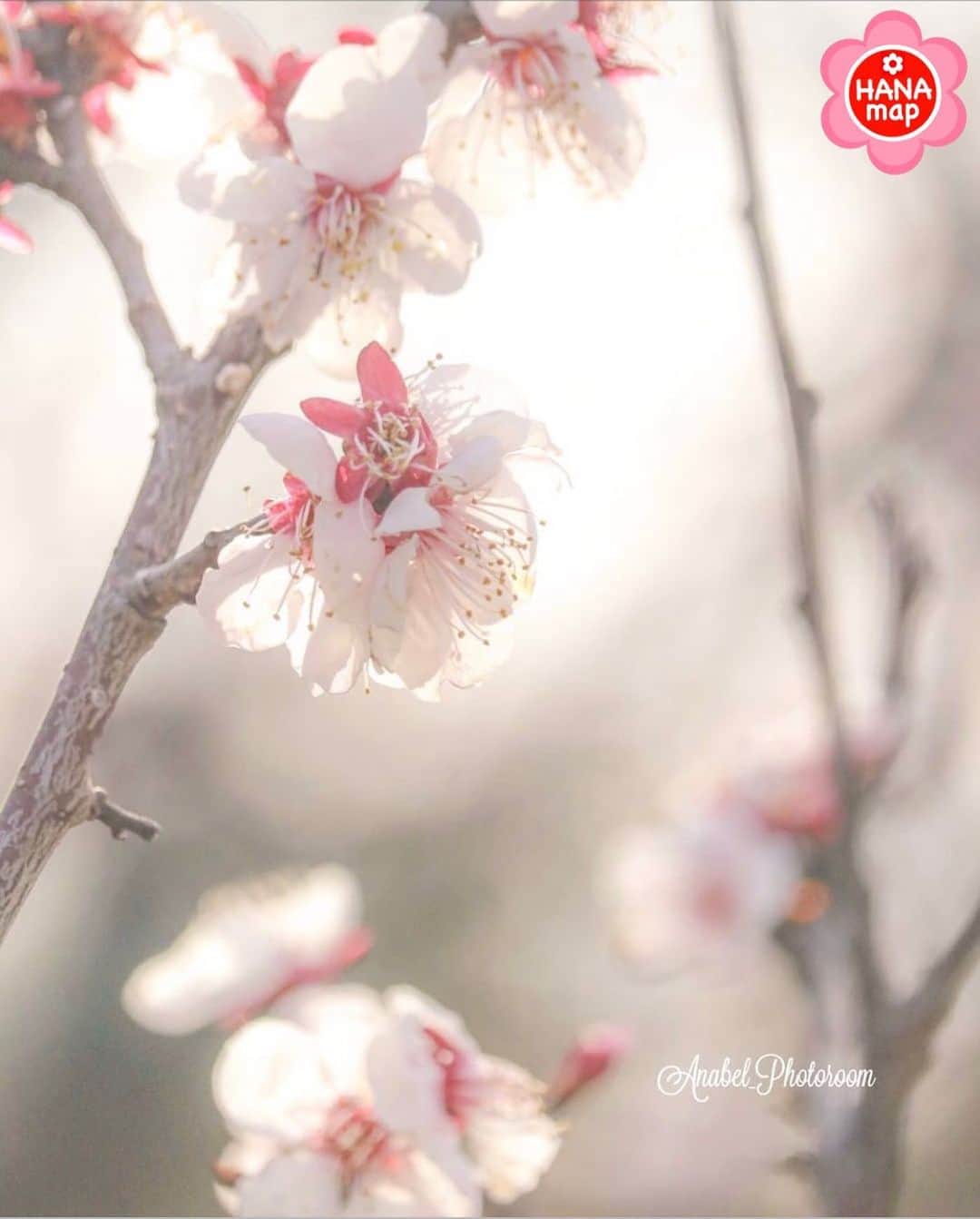 はなまっぷ❁日本の花風景さんのインスタグラム写真 - (はなまっぷ❁日本の花風景Instagram)「🌸はなまっぷ🌸 * @anabel_photoroom さんの  花のある風景に花まるを💮 * あたたかさと香りが伝わる美しい梅の花をありがとうございます😊🌸 * 兵庫　#石ヶ谷公園 Akashi, Hyogo Pref. * 🌼ウメの花言葉📝🌼 気品、忠実 * 見頃を過ぎている場所もご紹介しています。お出かけの際はHP等で最新の情報をご確認くださいね🙏🌸 * 🌸•••🌸•••🌸•••🌸•••🌸•••🌸 * いつも素敵なお花をありがとうございます😊 日本の花のある風景にタグ付けしてください🌸 お花があれば何でもOKです💓 * #はなまっぷ * #日本の美しい花風景#花のある風景#花#花言葉#風景#梅#ウメ」3月11日 10時51分 - hanamap