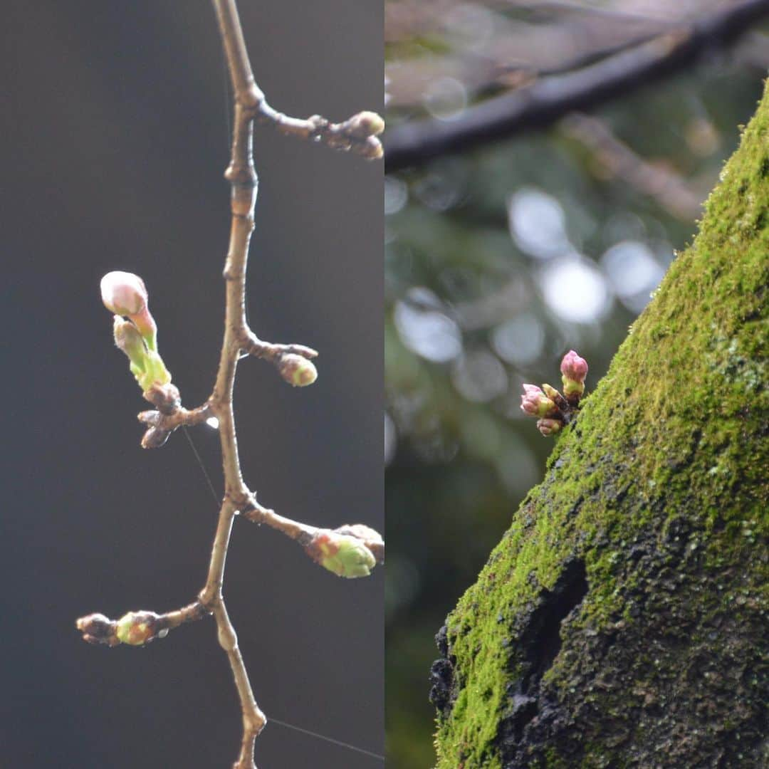 山神明理のインスタグラム：「きのう、桜の標本木を見に行ってきました🌸(東京は靖国神社にある) 結構ピンク色で膨らんできていました😊✨開花発表もうすぐかも❗️ #桜の標本木 #桜開花まであと少し #老木なので巷より早め #お花見自粛だけど、花を愛でる心は大切にしたい」