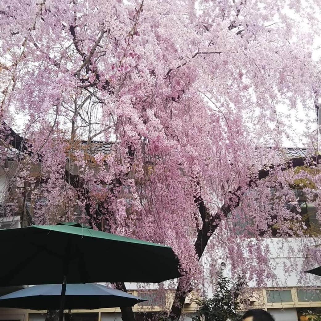 みますやさんのインスタグラム写真 - (みますやInstagram)「#鶴ヶ城  今年はコロナの影響で、花見🌸も影響が出そうですね😵  春が待ち遠しい季節になりました😌 去年の会津鶴ヶ城の桜です😌  #桜 #花見」3月11日 11時15分 - mimasuya.sns