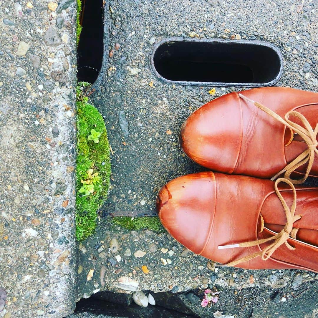 藤田朋子さんのインスタグラム写真 - (藤田朋子Instagram)「小さな緑🍀  #足元 #ゆっくり広がる世界 #革靴 #こけ #苔 #nature #green #shoes  #space #mos」3月11日 3時40分 - chiendormant
