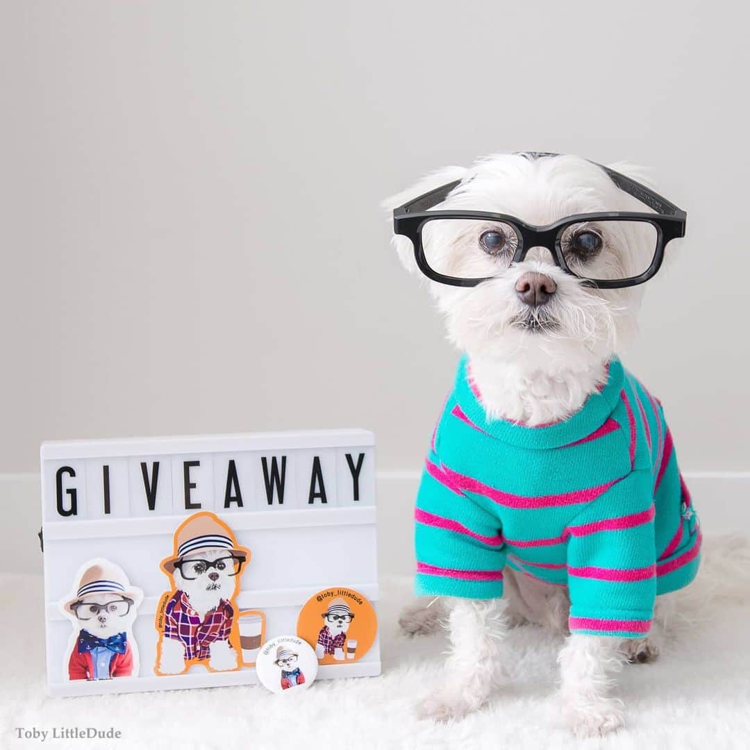 Toby LittleDudeのインスタグラム：「❗GIVEAWAY CLOSED❗  WINNERS: @hail_bacchus @theo.the.poodle.boy @izzy_and_layla_ @kathiconway_and_muffie  We are teaming up with @stickermule to give away $50 Sticker Mule credits to FOUR lucky winners! These stickers are amazing quality and we absolutely love ours!  Here are the rules to enter:  1) Like this post 2) Follow @stickermule and @toby_littledude 3) Tag your friends. Each unique friend = 1 entry! 4) Entries close end of day Monday and winners will be announced shortly after! (The giveaway is open internationally 🌎)」