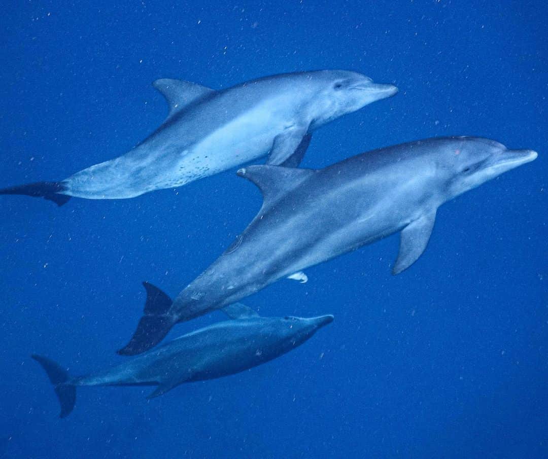 CarolineWozniackiさんのインスタグラム写真 - (CarolineWozniackiInstagram)「Swimming with wild dolphins in their natural habitat was a bucket list experience! 🐬😍」3月11日 4時46分 - carowozniacki