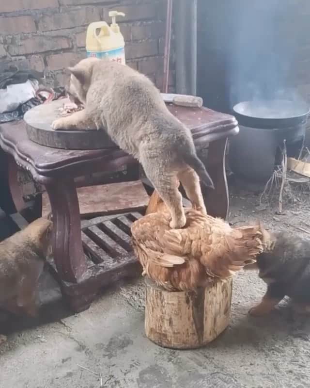 WildLifeのインスタグラム：「Caption this 😄 via @hana__kitty 集団グループ」