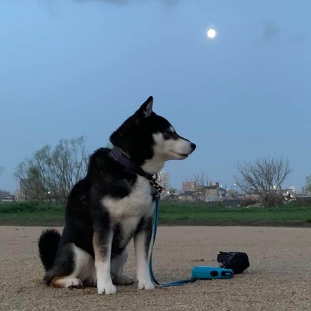 くろさんのインスタグラム写真 - (くろInstagram)「🌕満月朝んぽ🐾 #朝んぽ #満月 #満月の朝 #kuroshiba #blackshiba #shibainu #shibastagram #instadog #dogstagram #柴犬 #黒柴 #黑柴 #日本犬 #和犬 #シニア犬 #癒し犬 #いぬら部 #ふわもこ部 #柴犬部 #モフモフ生命体 #柴犬のいる暮らし #柴犬のいる生活 #柴犬と一緒 #わんこのいる暮らし #わんこのいる生活 #わんこと一緒 #わんダフォ #わんだふるJapan」3月11日 5時56分 - m6bmw