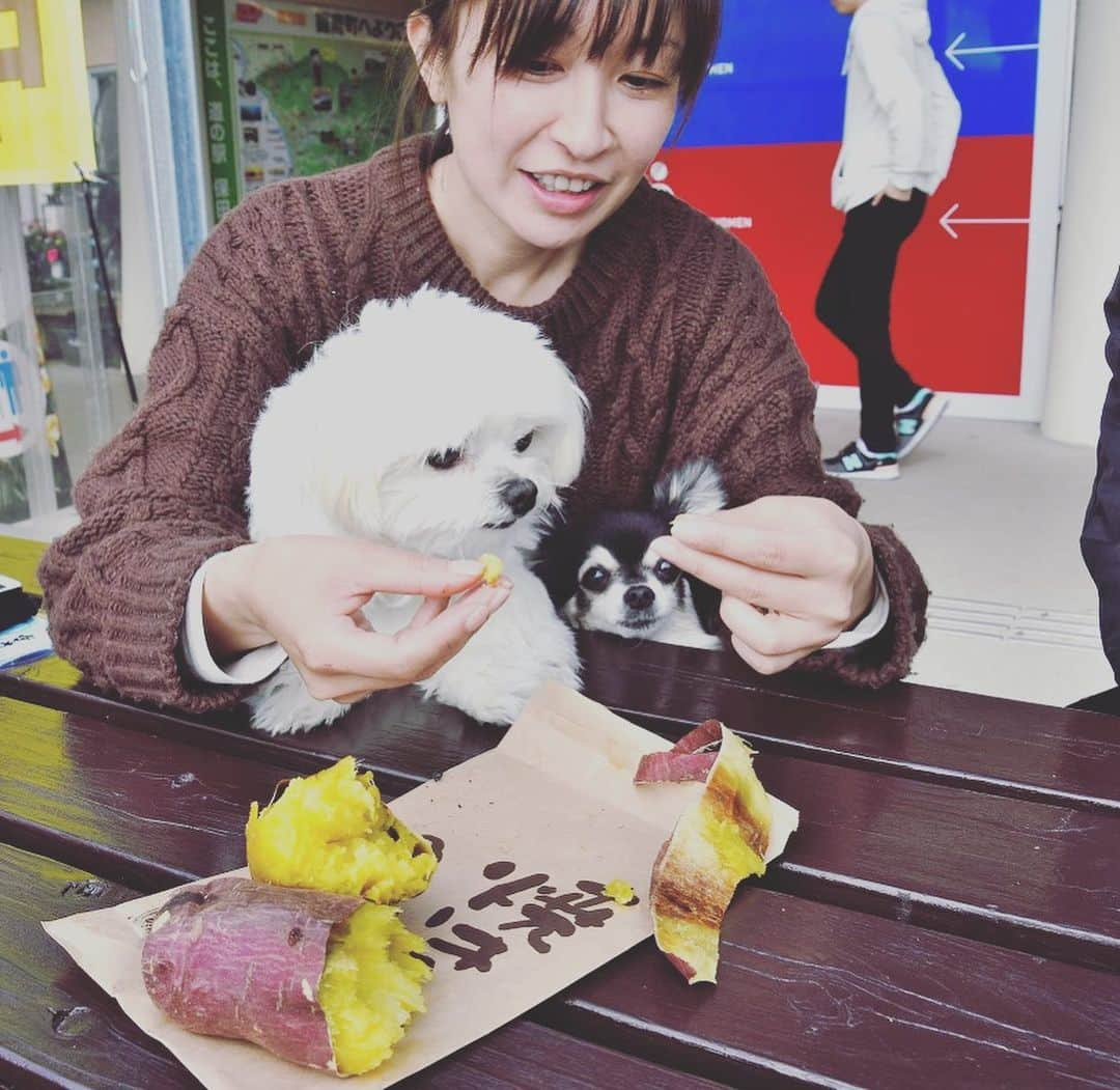 小野真弓さんのインスタグラム写真 - (小野真弓Instagram)「おはようございます😃 今日は最高気温20度予報☀️ やっぱり晴れると気分も晴れやか🌈✨ 今日も良い一日を(^o^)/💓 笑顔で過ごせる毎日に改めて感謝😌 #チワワ#ハナちゃん #チワマル#ハルくん #いぬすたぐらむ #いぬばか部 #千葉県#富津市#道の駅保田小学校 #焼き芋#いかメンチ#千葉グルメ#千葉ドライブ#ちばすたぐらむ #chihuahua #maltese #mixdog#dogstagram #doglover #外活#犬活#買い物でこつこつ復興支援#千葉活 あつあつ焼き芋に釘付け一家🍠🍠🍠 みんなでわけわけ😋 イカメンチはかーさんの🦑」3月11日 5時59分 - hanaharuaroi