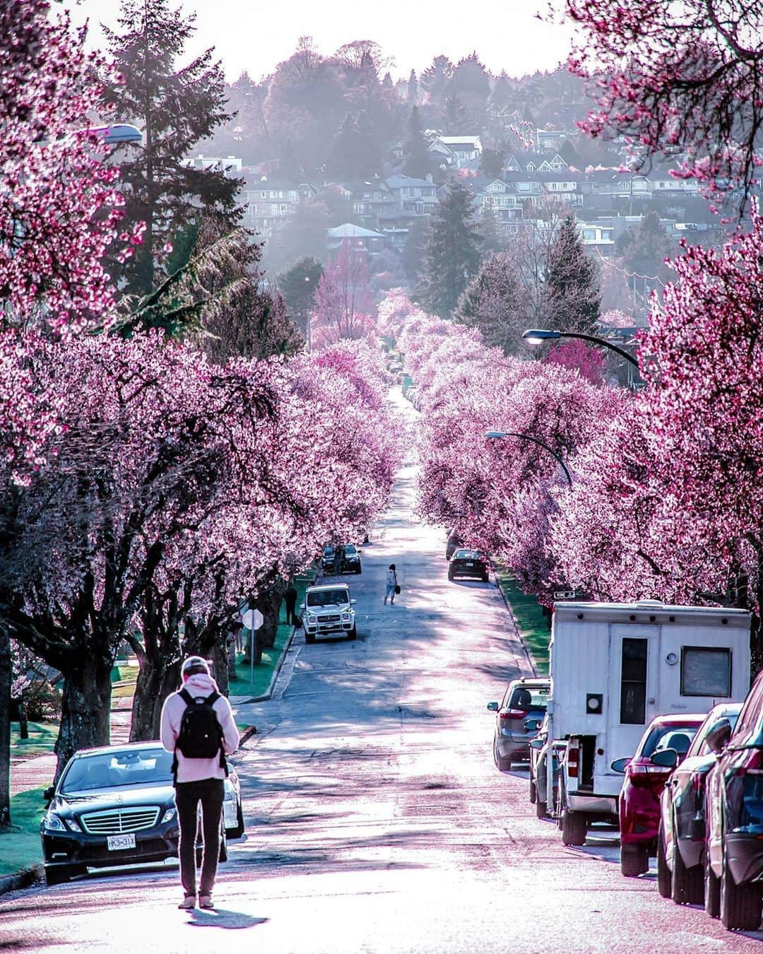 バンクーバー観光局- Tourism Vancouverさんのインスタグラム写真 - (バンクーバー観光局- Tourism VancouverInstagram)「バンクーバーでは各所に桜の木が多く植えられていて、例年３月～４月頃に満開となります。現在は咲き始め・つぼみの状態のところが多いですが、街が桜色に染まる日も近そうです。⁠ 📷 : @nick_vancity(Instagram)⁠ .⁠ .⁠ .⁠ #カナダ #バンクーバー #Vancouver #旅 #旅行 #女子旅 #旅好き #一人旅 #海外旅行 #トラベル #旅女子 #旅行好きな人と繋がりたい #旅好きな人と繋がりたい #旅行好き #旅行大好き #旅行行きたい #旅に出たい #海外 #旅の記録 #旅の思い出 #旅行記 #旅したくなるフォト #マイトリップ #マイトリ #retrip_global #風景 #世界一周 #ダレカニミセタイケシキ #桜 #桜色」3月11日 6時01分 - vancouvertabi