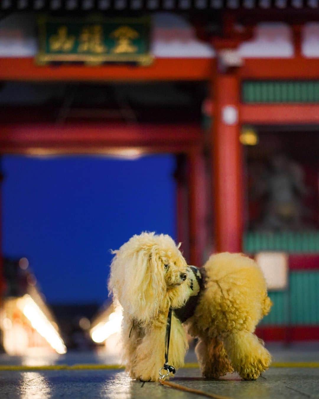 Toypoodle Mikuru?Asakusa Tokyoのインスタグラム：「20200311 Wednesday. Good morning! Friends ☺️ ん❓雷門前ですが、何か違和感が😳 提灯🏮がありませんよ。 4月17日に新しい提灯に掛け替えられるまで大提灯は不在です。 . ❶ 構図的にイケてませんが、みきゅるんもいつもと違うって ❷ 提灯不在の雷門も珍しいので一度ご覧になっては？😄 ❸ 観音堂の提灯も本日はずられるそうです。 ❹ 龍越しに🐉 . 一昨日撮った雷門提灯が最後だったのですね。 アップしてないけど😅 後でストーリズで🏮 . #浅草寺 #雷門 #ツァイス写真部 . 浅草ぷち情報でした😄」
