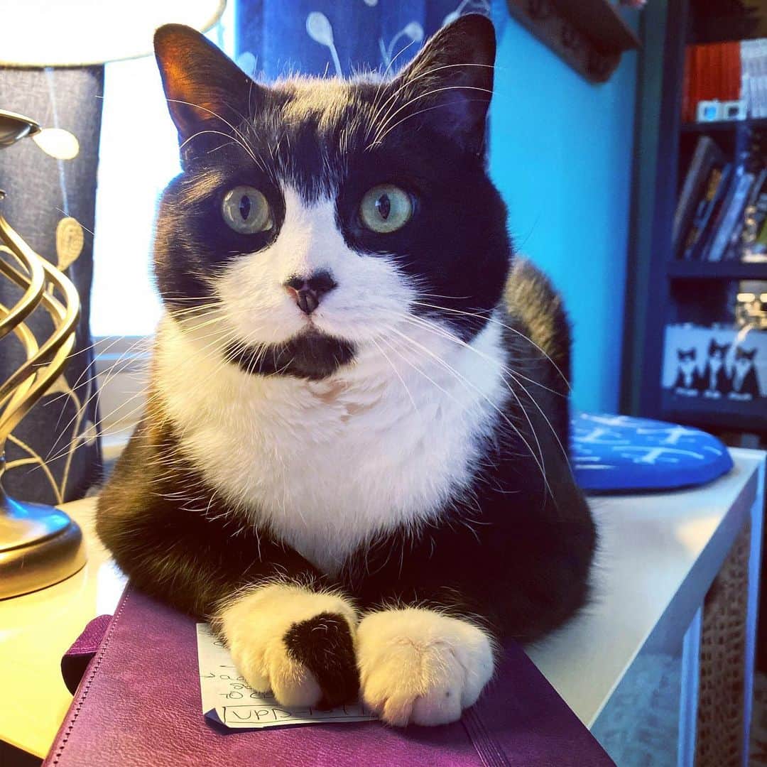Tuxedo Cat Brosのインスタグラム：「Happy 7th birthday to my main man, Jack! Love this guy to pieces. ❤️❤️」