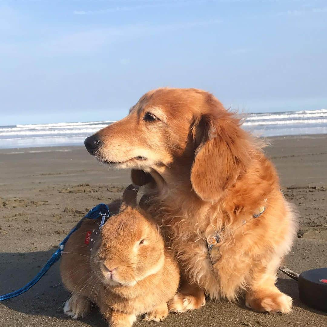 Chieko Shibutaさんのインスタグラム写真 - (Chieko ShibutaInstagram)「たろー🐶&うじゃこ🐰 地方☀️ 早起きして 😷探しの旅　オープン前から長蛇の列💦 諦めて　近くの海🏖へ いつ来ても　風が強い🎐 この後　たろー🐶は青春🏃‍♂️💨 たろー！ついておいで👍 スタンバイ👌🐰^ ^💨 💕✨🐶🍀🐰✨💕 💕 #わんこの散歩 #dachshund #dachshunds #dachshundlove #dog #dogs #doglove #instadog #instagram #instagood #pet #pets #petsagram #cute #cutepe #cutepet #cutedog #cuteanimals #likes #smile #rabbit #ラビット #ミニュチュア #ミニュチュアダックス  #ミニュチュアダックスフント #うさぎ部 #うさぎ #ダックス #ダックスフンドロングヘアー#犬とうさぎ」3月11日 10時37分 - chieko.81