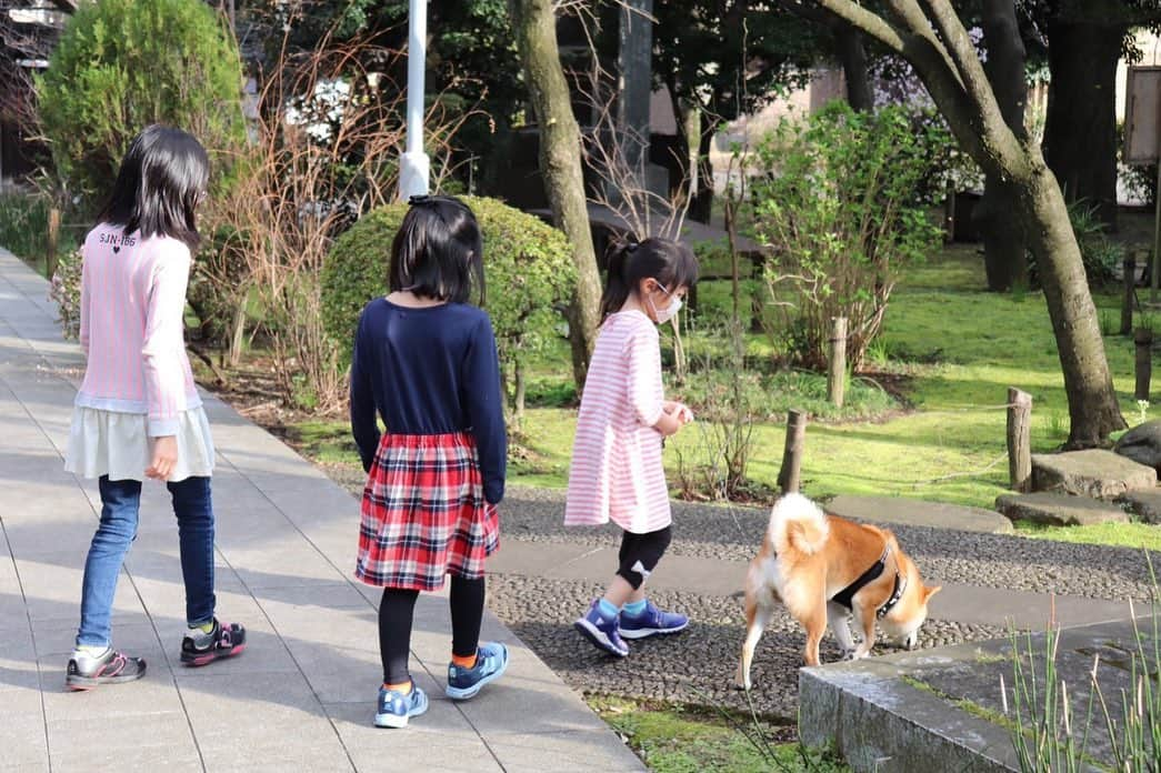 大山加奈さんのインスタグラム写真 - (大山加奈Instagram)「. . 一斉休校でなかなか外にも出られず エネルギーが有り余っている おねえちゃんたちの エネルギーを発散しに🐕 . .  だいずがお役に立てて良かったし だいずもおねえちゃんたちも とっても楽しそうでよかった☺️ . . .  今日、外で遊ぶのは良い ということにはなりましたが それも限界あるし 子供たちも保護者の方も 息がつまりますよね… . . なにかできることはないかな。。。 . . #だいず #だいず🐕💓 #豆柴 #豆柴部  #柴犬 #しばいぬ  #犬のいる暮らし#🐶 #🐕#いぬすたぐらむ #ワンスタグラム #しばすたぐらむ #mameshiba#shibainu#shibastagram #柴犬好きさんと繋がりたい #柴犬のいる暮らし #柴犬ライフ」3月11日 20時15分 - kanaoyama0619