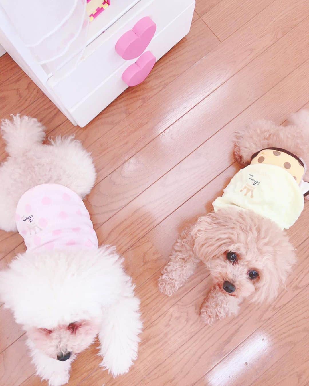 真坂美帆さんのインスタグラム写真 - (真坂美帆Instagram)「＊ ★🎂✨★ ・ お誕生日おめでとう、トーマ✨ たのんでいたケーキ… んーなぜか届かなかった。  じっとしていても仕方ないので よく行くお店のケーキを うきうきと選びました🎂💕 日にちが変わらないうちに お祝いできるかなぁ❓ 目をくりくりさせながら でているケーキの解凍待ち💕  トーマくんとユイカちゃんにクラ ウンのマークのお洋服をプレゼン ト♡ 喜んでくれるとい ーなぁ＊* まっててねっ💕　あと少し…✨ ・ ・  #犬 #わんこ #わんちゃん #ケーキ #バースデー #バースデーケーキ #フルーツ #トイプードル #プレゼント #可愛い #誕生日 #言葉遊び #おめでとう #ピンク #イエロー #おそろい #楽しい #嬉しい #お祝い #トーマくん #ユイカちゃん #いつも一緒」3月11日 20時33分 - miho.sakurazaka_mii