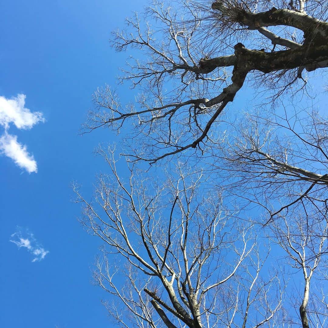 松尾依里佳さんのインスタグラム写真 - (松尾依里佳Instagram)「3/11 暖かくなった今日、娘と散歩して見上げた空。 今年もあの日に想いを馳せて。 祈りを捧げます。  小さなつぼみをたくさんつけた木々。 開花を楽しみに、大切に大切に。  #311」3月11日 20時34分 - erika.matsuo