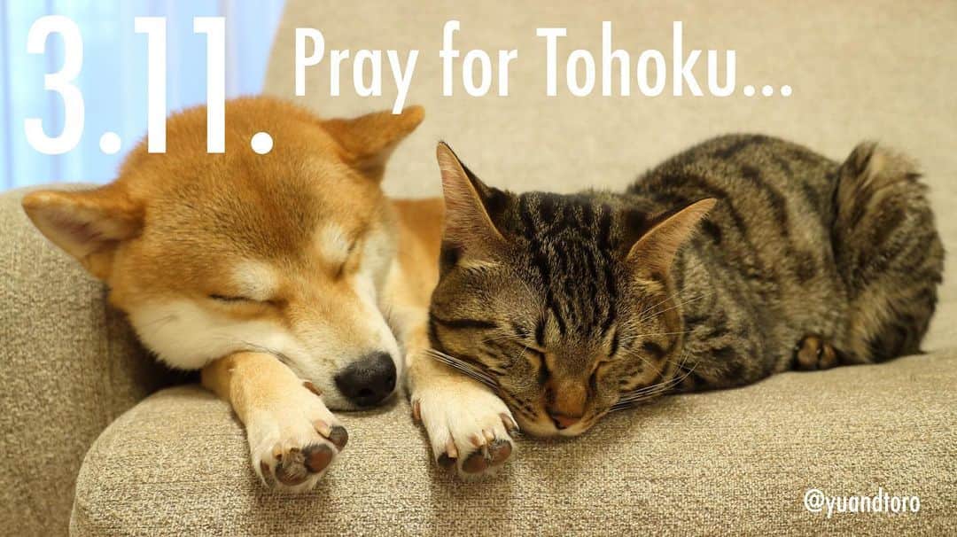 ゆうとろ（柴犬ゆうと猫のとろ）のインスタグラム