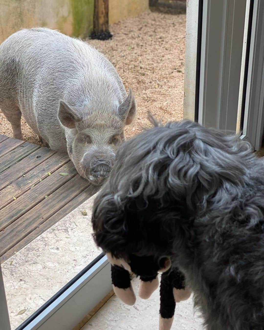 Jamonのインスタグラム：「Hey Bob let’s play! Bring your monkey too!  #brother #jamonthepig #letsplay #pig #pigstagram #pigsofinstagram #pet #pets #petsofinstagram #petsofig」