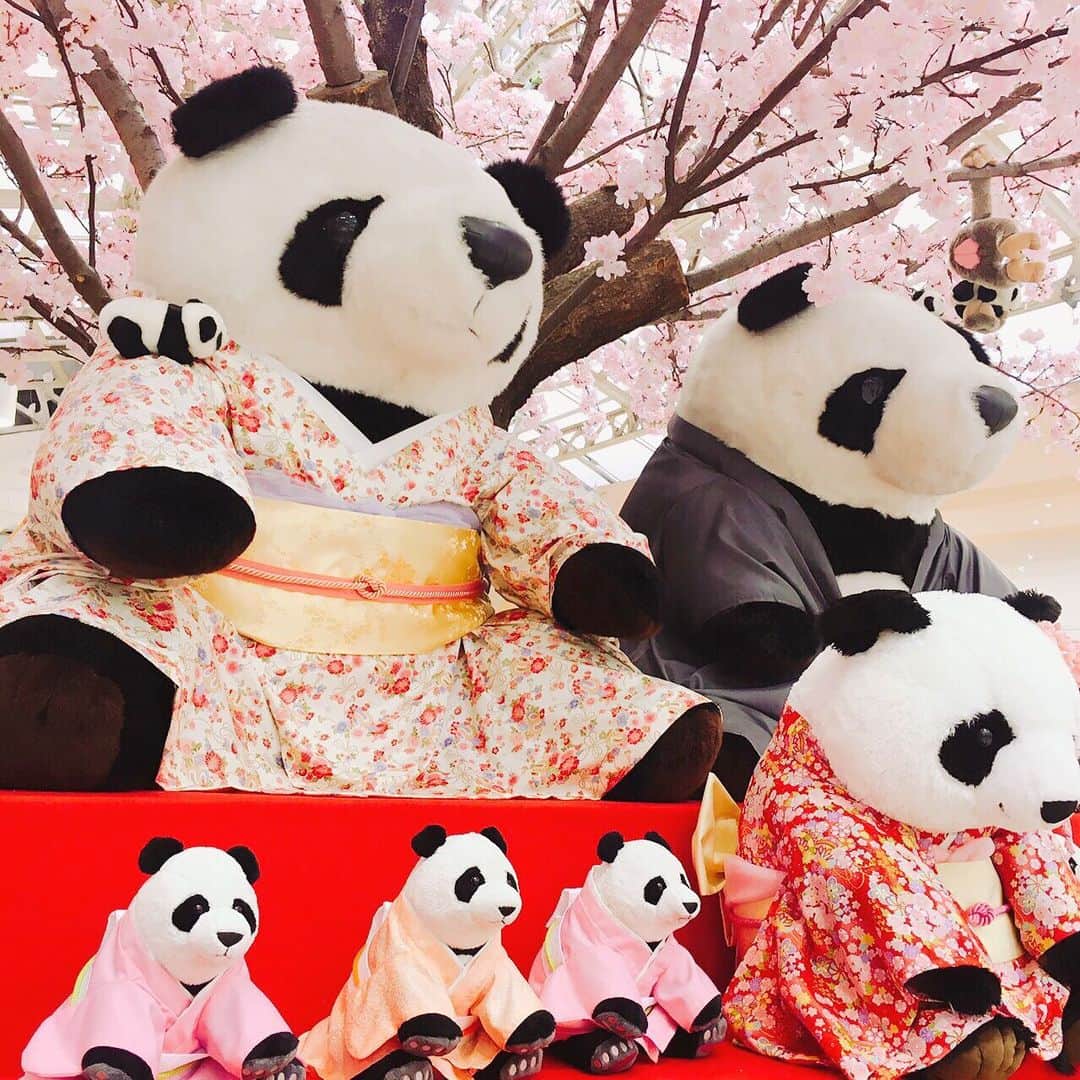 ローチケ（ローソンチケット）さんのインスタグラム写真 - (ローチケ（ローソンチケット）Instagram)「#3月11日 は🐼 #パンダ発見の日 ✨  上野駅中央改札口では、桜🌸の木の下で着物👘を着た #パンダ たちがお出迎え🎶  #春 らしい装いのこちらは4月14日(火)から開催予定の #特別展 「#きもの　#KIMONO 」より🌟  特別展「きもの　KIMONO」は4月14日(火)より #東京国立博物館 #平成館 で 特典付き前売りチケットをはじめチケット情報は 「きもの　ローチケ」でネット検索📲」3月11日 13時10分 - lawson_ticket