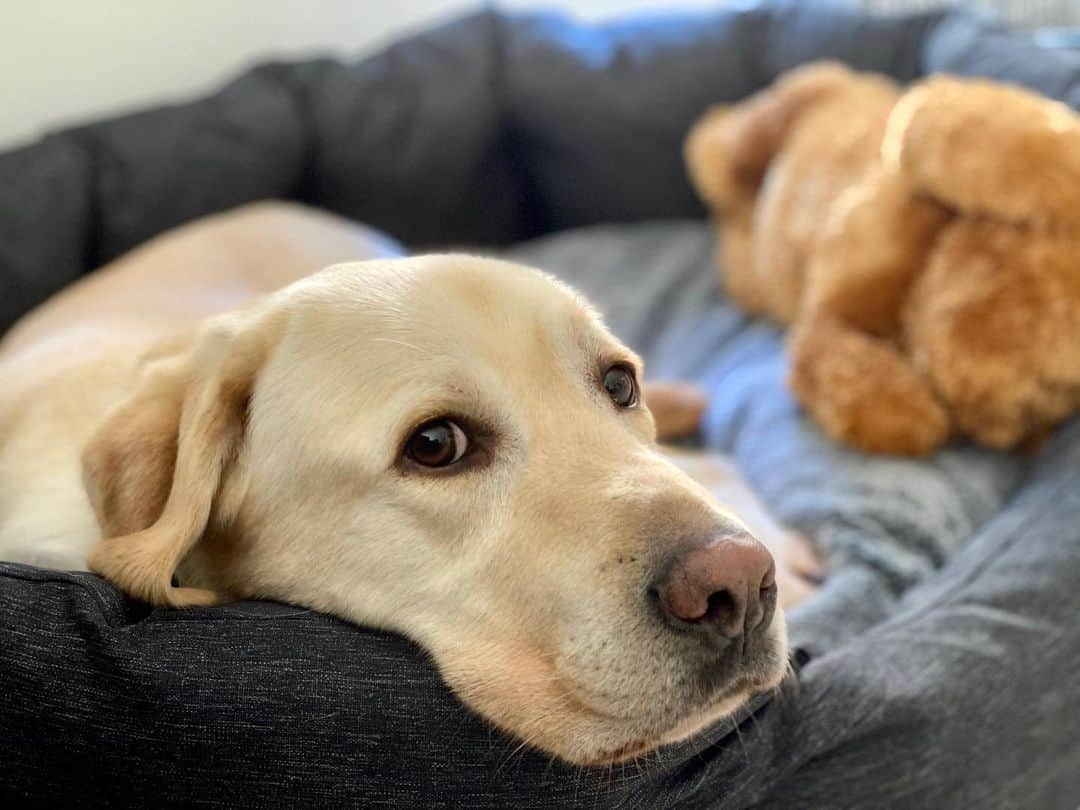 Rocky the Labのインスタグラム：「forever furbaby  #labradorretriever #labsofinstagram #furbaby #dogsofinstagram #doglovers #dogstagram #labrador_lovers #labrador」