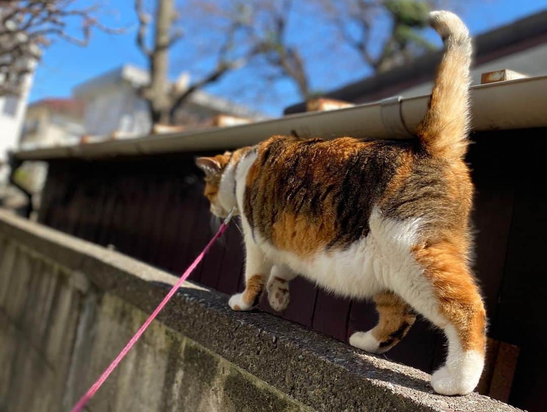 山田稔明さんのインスタグラム写真 - (山田稔明Instagram)「春の日のチミちゃんはアクティブ。平均台エクササイズ。 #ポチ実 #三毛猫 #厳重な監視下の元撮影されています #やめれ」3月11日 13時30分 - toshiakiyamada