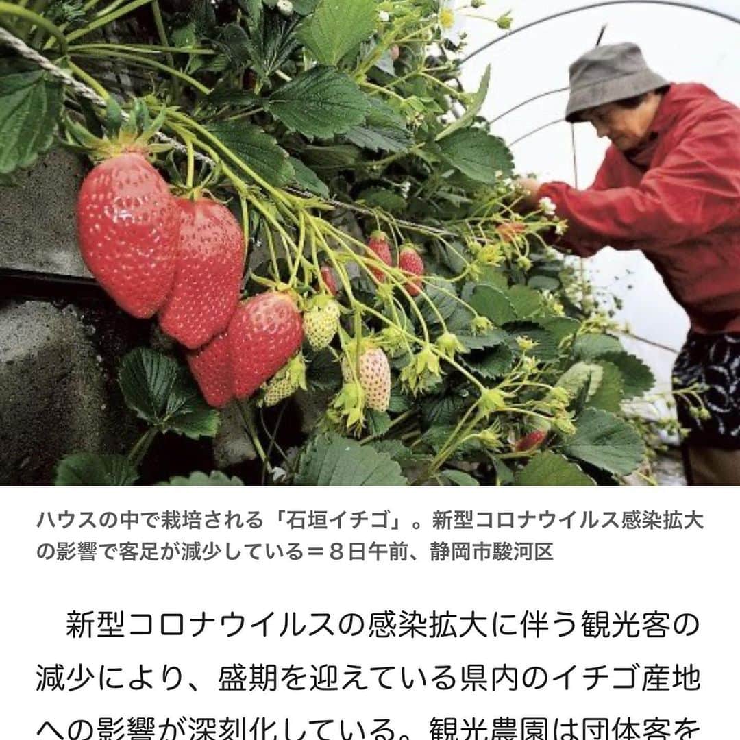 Concheさんのインスタグラム写真 - (ConcheInstagram)「「久能の石垣いちご」とチョコレート . 先日の静岡新聞社で見つけた記事です。 新型コロナウィルスの影響で行き先のない苺が増えてしまっている…。 そんなニュースを見て少しでもお手伝いできたらと思い、この記事の中にもコメントがある農園さんに連絡をしました。 . 明治から続く石垣いちごの伝統農法を守り、繊細ないちごの栽培では殆ど耳にしない結実後の農薬不使用と、定年後にご両親から畑を引き継いで試行錯誤を重ね5年目を迎える「かねとよ川島農園」の川島さん。 . 注文数や需要が少ないときでも苺の生育や完熟は待ってくれません。 そんな時はネット通販等で訳あり品として通常のものも販売してしまうとか。 当店では過剰となってしまう苺を買い取り、これからしばらくの期間チョコレートにして販売をしていきたいと思います。 . 写真の完熟いちごを使ったチョコレートは当日中にお召しあがり頂く必要があるため、大量に作る事はできませんが日々少しずつご用意できたらと考えています。 価格は¥6/gで、大きないちごのものでも200円前後になります。 . また今後は「静岡いちご×ホワイトチョコレート」のタブレットにも石垣いちごを加えていく予定です。 . ぜひフレッシュな苺のみずみずしさとチョコレートのビターな香りのコントラストをお楽しみください。 . #石垣いちご #久能いちご #かねとよ川島農園 #いちごチョコレート #いちごのチョコレートがけ #章姫いちご #紅ほっぺ #クラフトチョコレート #無添加チョコレート #人情ストリート #チョコレート専門店 #Conche #コンチェ」3月11日 13時39分 - conche_shizuoka