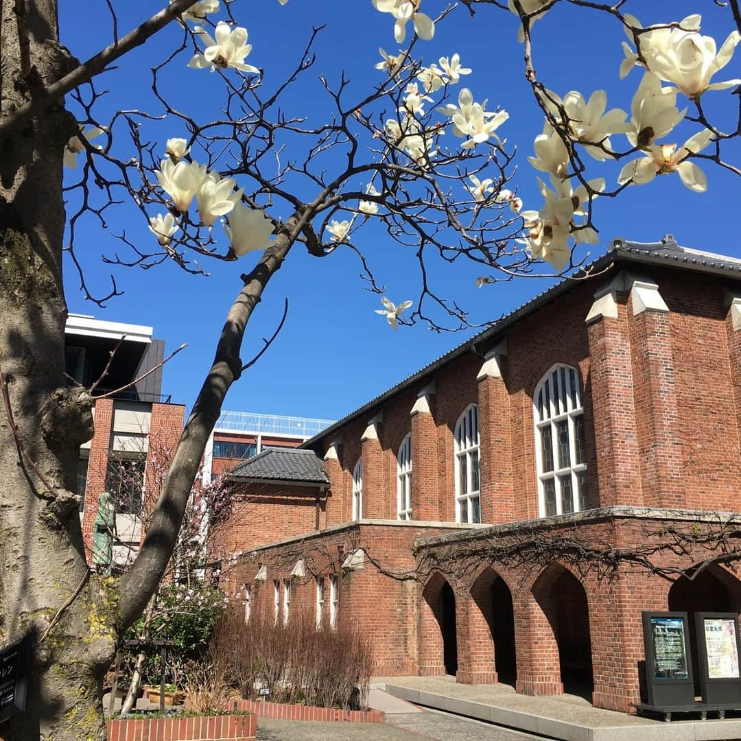 立教大学さんのインスタグラム写真 - (立教大学Instagram)「池袋キャンパスも徐々に春らしくなってきました😄 #ハクモクレン #白木蓮 #マグノリア #magnolia  #rikkyouniversity #ikebukuro #池袋キャンパス #立教 #立教大学 #チャペル #chapel #レンガ #bricks #coregraphy #photography #ファインダー越しの私の世界」3月11日 13時56分 - rikkyouniv