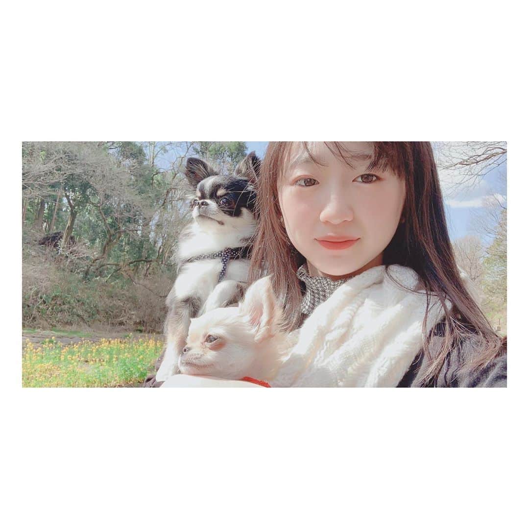 ももかさんのインスタグラム写真 - (ももかInstagram)「宿題の息抜きに…  まるむぎを連れてお散歩🐶🐶 今日はあったかいね🌷🌸🌼 #ももかチャンネル #YouTube #丸太郎 #麦太郎 #チワワ #ロンチー」3月11日 14時05分 - momoka_ch