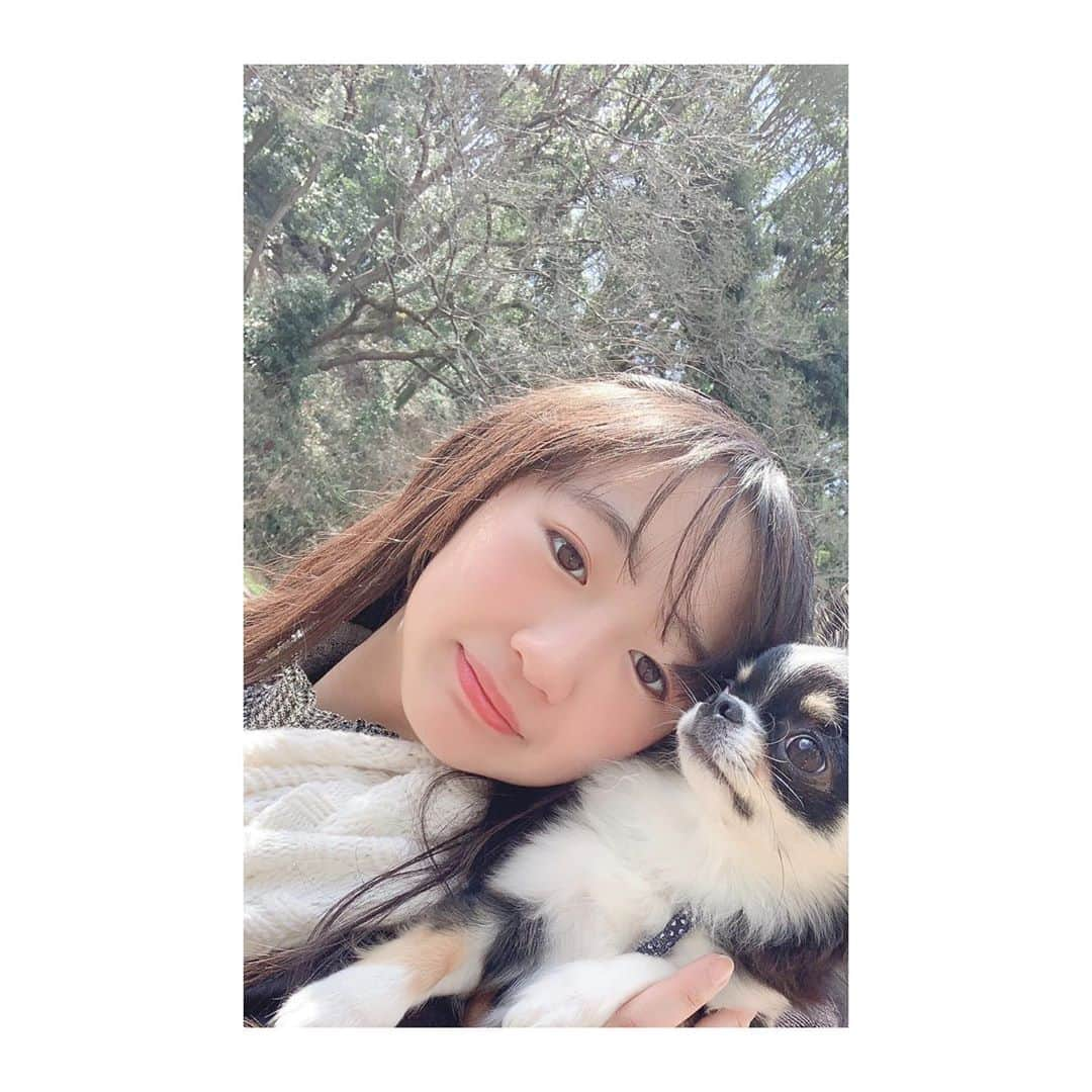 ももかさんのインスタグラム写真 - (ももかInstagram)「宿題の息抜きに…  まるむぎを連れてお散歩🐶🐶 今日はあったかいね🌷🌸🌼 #ももかチャンネル #YouTube #丸太郎 #麦太郎 #チワワ #ロンチー」3月11日 14時05分 - momoka_ch