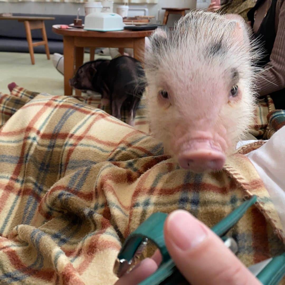 のインスタグラム：「🐷💗」