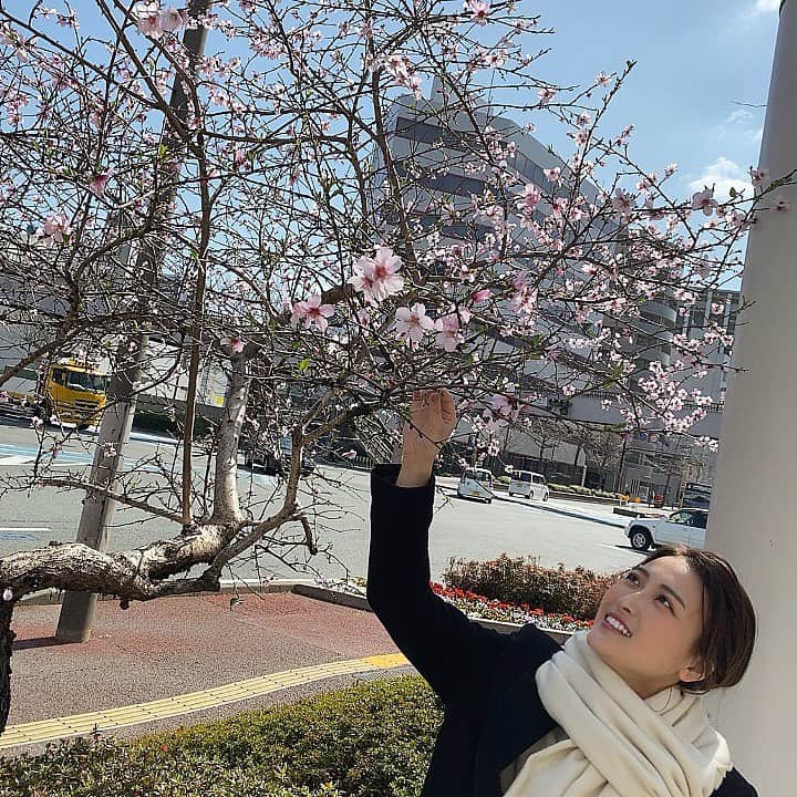 財津南美さんのインスタグラム写真 - (財津南美Instagram)「ㅤㅤㅤㅤㅤㅤㅤㅤㅤㅤㅤㅤㅤ KBC前のアーモンドの花も満開です🌸 まだまだ風が吹くと寒いので、ぽかぽか暖かい日が待ち遠しいです☺️☀️ㅤㅤㅤㅤㅤㅤㅤㅤㅤㅤㅤㅤㅤ  #KBC#感じてお天気#アーモンドの花#🌸#春#snow」3月11日 14時41分 - zaitsu_minami