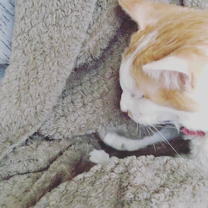 のインスタグラム：「今日もアヘン窟に来てしまいました。  誰か私をここから救って…確定申告が…深刻確定に。  #猫沢イオ　#毛布に埋まったおててが異様に細く見える👀　#あんなこともこんなこともしてくれる😍」