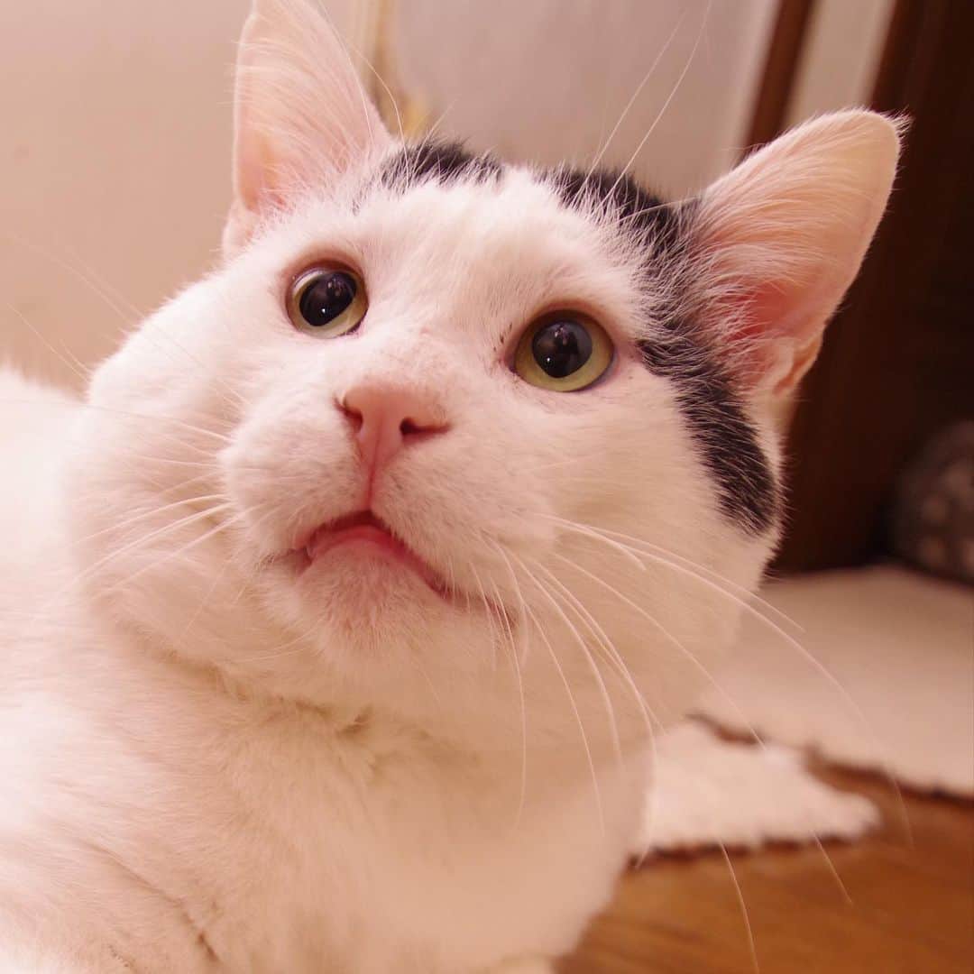 Kachimo Yoshimatsuさんのインスタグラム写真 - (Kachimo YoshimatsuInstagram)「見事なおにぎり🍙 #うちの猫ら #nanakuro #猫 #ねこ #cat #ネコ #catstagram #ネコ部 http://kachimo.exblog.jp」3月11日 16時07分 - kachimo